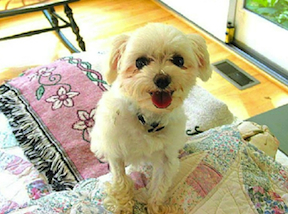 a little 4 pound white dog has his front legs up on the couch and is smiling at you